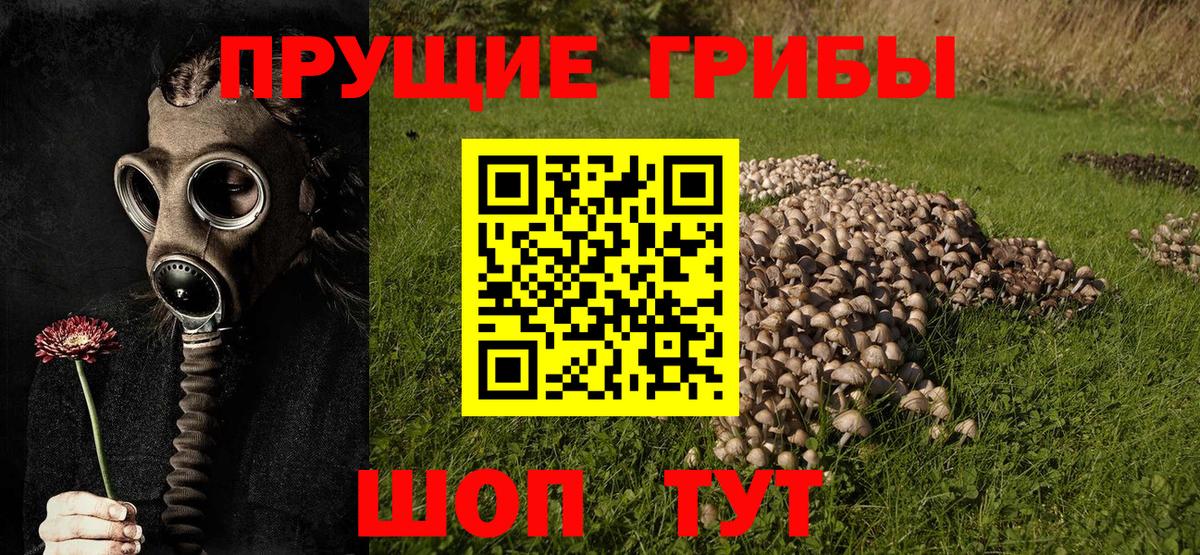 Псилоцибиновые грибы Psilocybe Нижневартовск